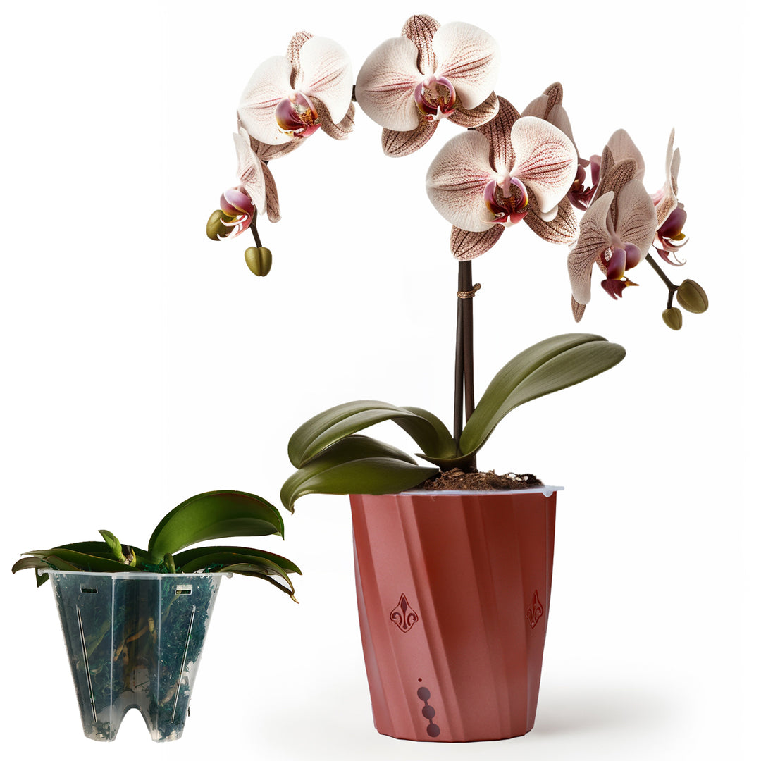 indoor orchid planter Beautiful Orchid Pot with Holes for Healthy Growth