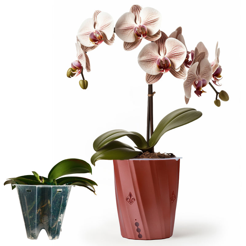 Orchid Planter with holes planterhoma