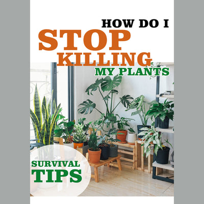 Planting Guide for Beginners - How do I Stop Killing My Plants planterhoma