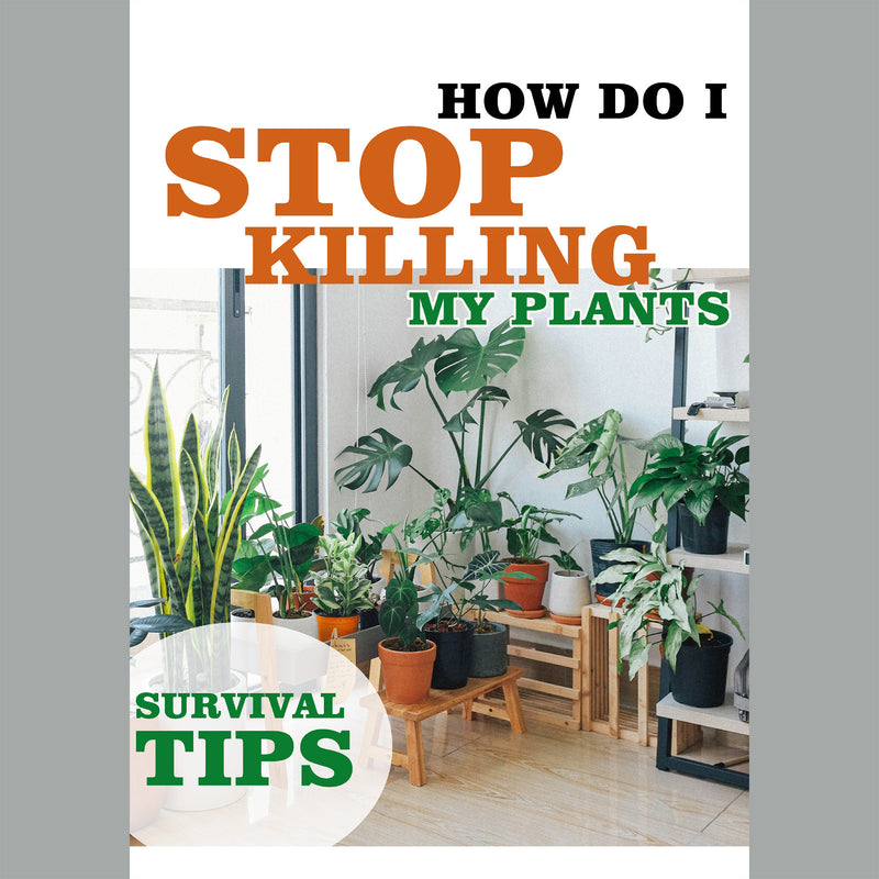 Planting Guide for Beginners - How do I Stop Killing My Plants planterhoma