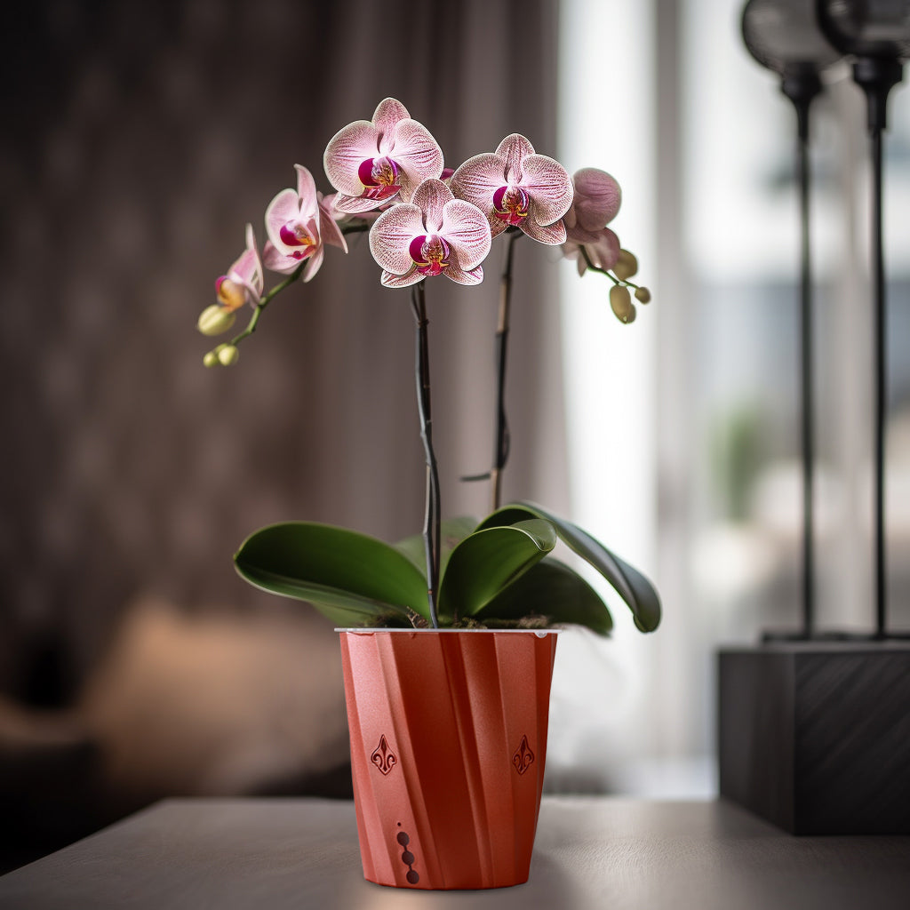 Beautiful Indoor Orchid Pot with Holes