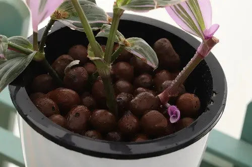 350g Leca Clay Pebbles for Plants planterhoma
