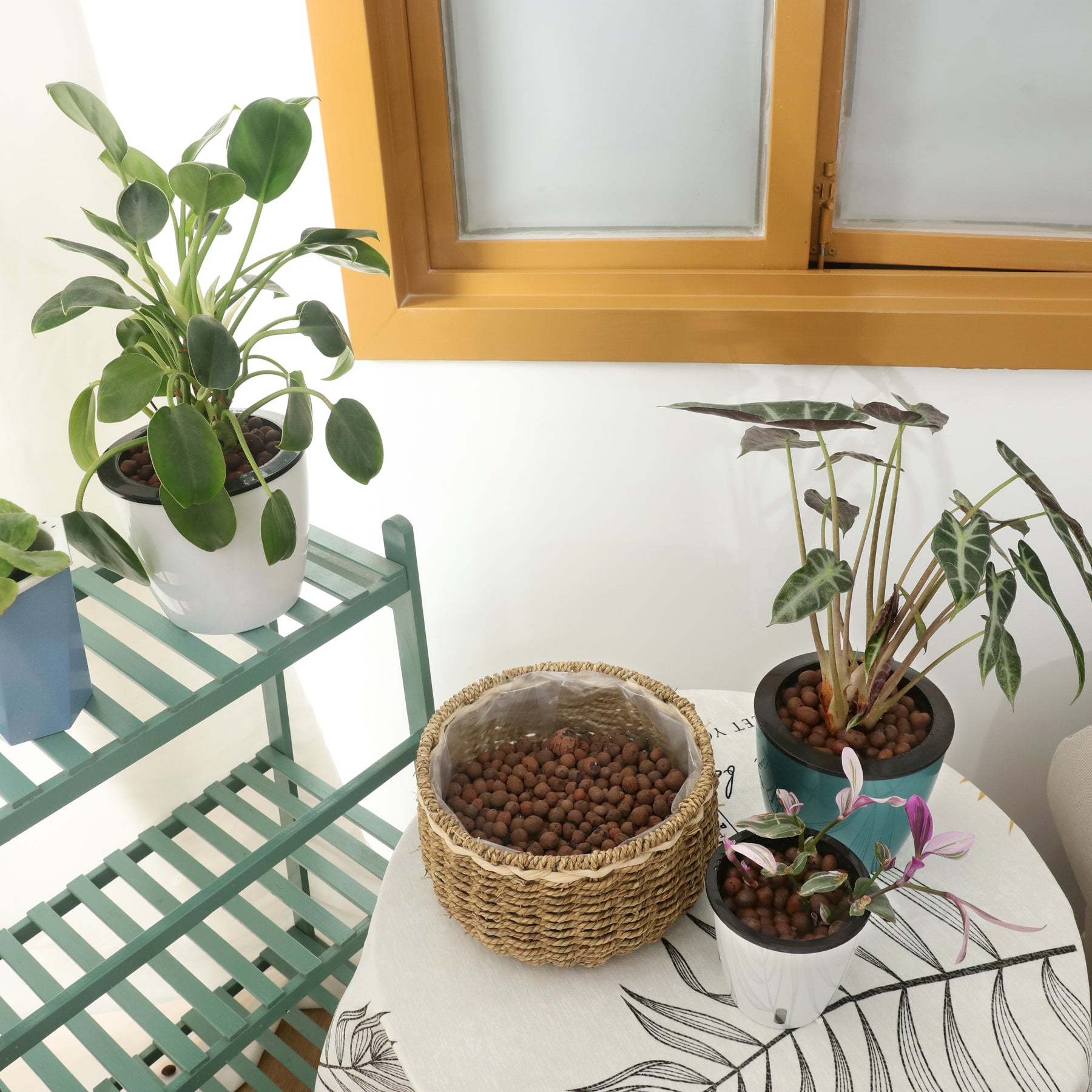 pebbles indoor plants 5lb LECA Expanded Clay Pebbles for Plants, Horticultural Grade for Hydroponics