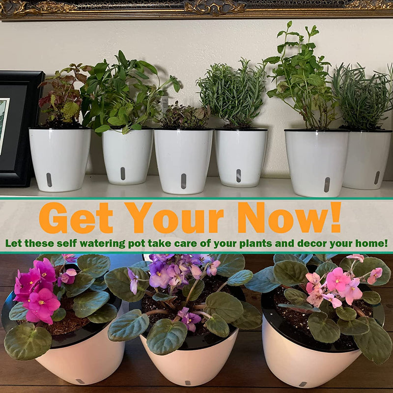 self watering african violet planter Grow Healthy African Violets with Our Self Watering Planter